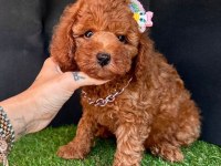 Safkan toy poodle yavrularımız