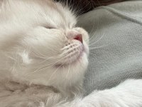 British Longhair Bebeklerimize Yuva Arıyoruz