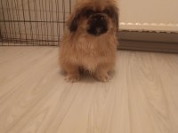 İmperial Yavrumuz Yeni Yuvasını Arıyor