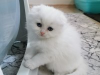 Dişi Kedimize Yuva Arıyoruz