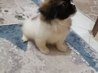 Pekinez Dişi Yavrumuz