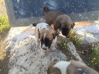 Üst düzey yavru kangal köpekleri