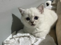 Dünya Güzeli British Shorthair Kediler