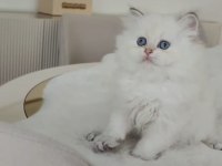 Harika Renk British Longhair Bebekler