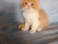 26 Temmuz İran Kedisi Yavru Kedilerim