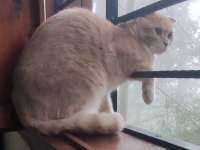 Kedimiz Fındık Sahibini Arıyor