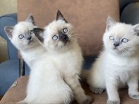 Yavru british blue & chocolate point