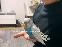 Çocuklar için sağlıklı tertemiz muhabbet kuşları