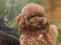 Özel T-Cup Dişi Poodle - Teddy Face 1,5 Kg