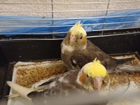 El Besleme Sultan Papağanı