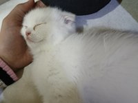 Oyuncu Scottish Kediler