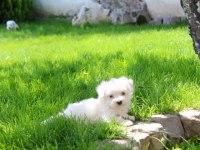 T-Cup Maltese Terrier Yavrularımız