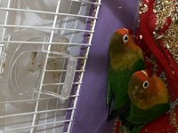 Satılık Sağlıklı Cennet Papağanı Çifti