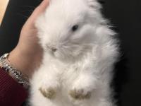 Hollanda Lop Tavşanı
