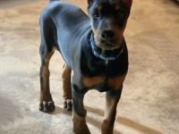 Sağlık Ve Irk Garantili Dobermanlar