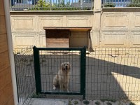 Golden Retriever Cinsi Sevimli Kızımıza Yeni Bir Yuva Arıyoruz