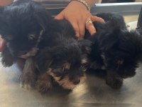 Harika Formatta Yorkshire Yavrular Hepsi Erkektir