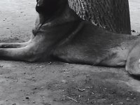 Kalite Karakter Mükemmel Nokta Belçika Kurdu