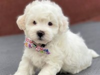 Ev doğumlu maltese bebekler