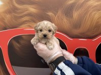 Babyface Maltipoo Yavrularımız