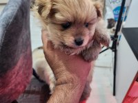 Rezerveye Açık 2 Dişi Köpeğimiz