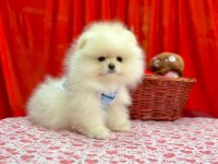 Safkan Pomeranian Boo Köpekleri