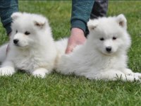 Samoyed cins yavruları