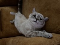 Eşyalarıyla Birlikte Ücretsiz Kedimiz Herşeyi Tamdır