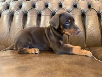 A Kalite Doberman Yavruları