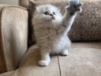 Full şecereli anne babanın scottish fold longhair bebeği