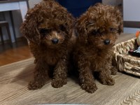2 Aylık Kore Poodle Yavrularımız