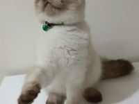 Top Kafa Scottish Fold Erkek