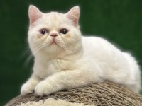 Safkan exotic shorthair yavrumuz