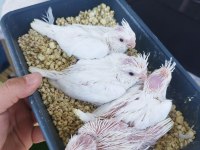 Anne heavy baba albino sultan papağanı