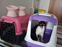 Smokin British Sahiplendirme Ücretsiz