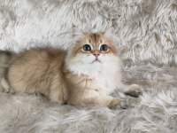 Organik Portakal British Kedimiz