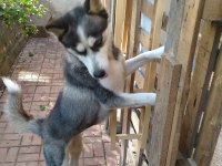 Husky Erkek Köpeği