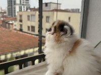 Şeker Gibi Calico Dişi Persian