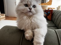 British Longhair Kedilerime Yeni Yuva Arayışındayım