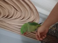 Full Evcil Konuşan Alexander Papağanı