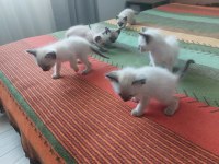 Safkan siyam kedisi bebekler