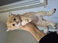 Teslime Hazır British Shorthair Golden Bebekler