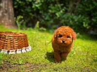 Baby Face Toy Poodle