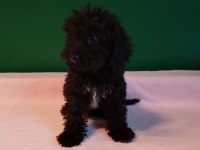 Siyah Mini Toy Poodle Yavrularımız