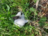 Kaliforniya Damalı Tavşan