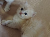 British Bebek Kediler