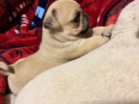 Muhteşem Pug Yavruları