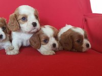 Safkan Cavalier King Charles Bebekler