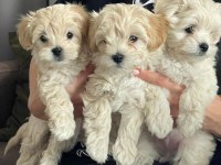 Irk garantili maltipoo köpeği