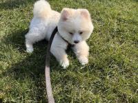 3 Aylık Dişi Pomeranian